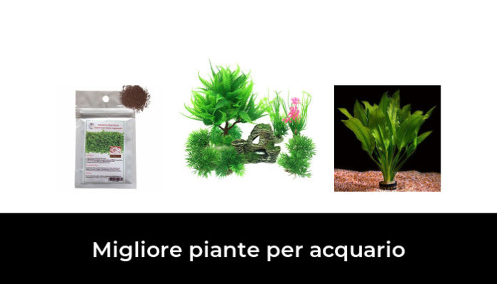 Migliore Piante Per Acquario Nel Secondo Gli Esperti